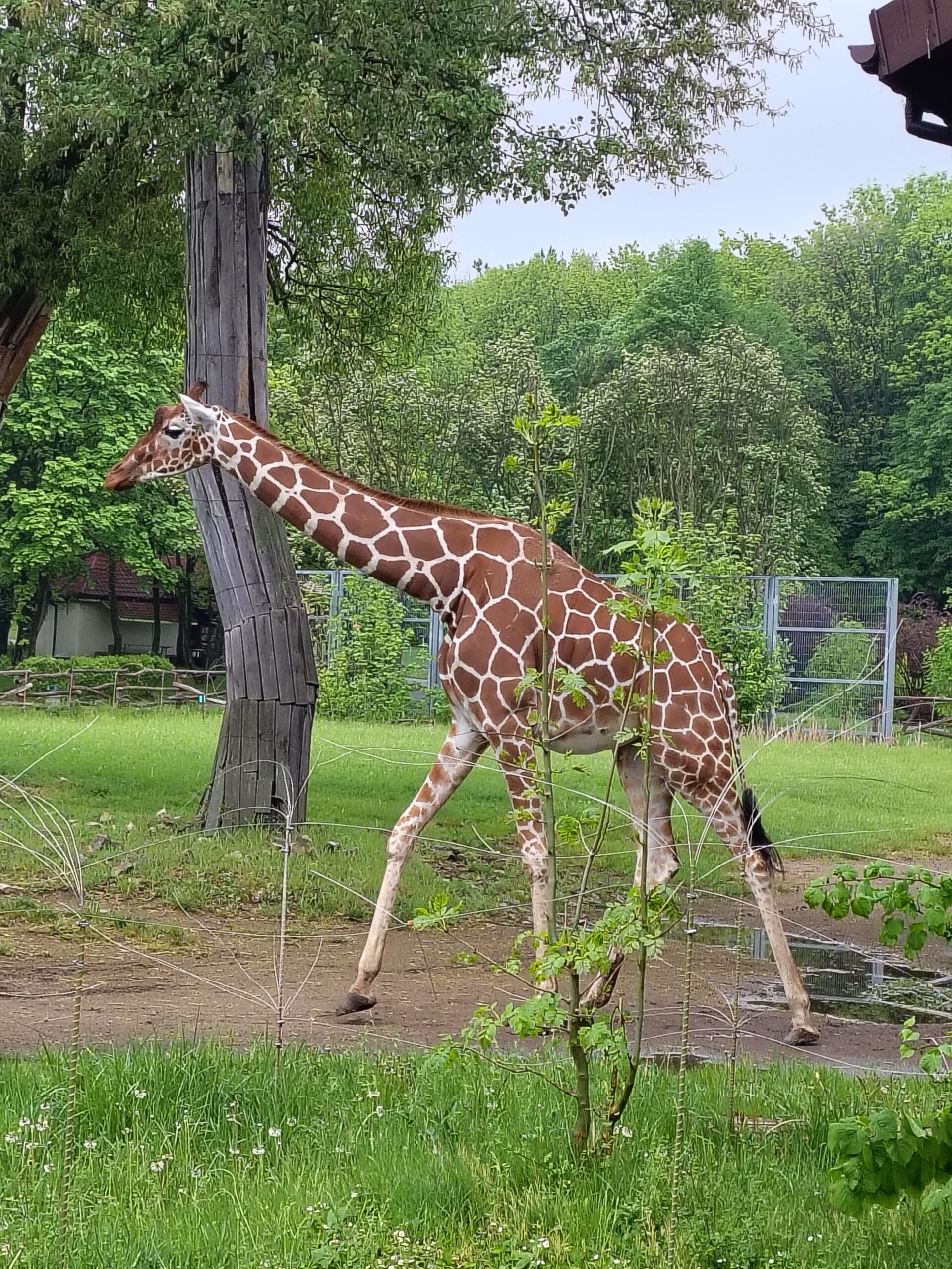 Jedna z atrakcji Ogrodu Zoologicznego – żyrafa